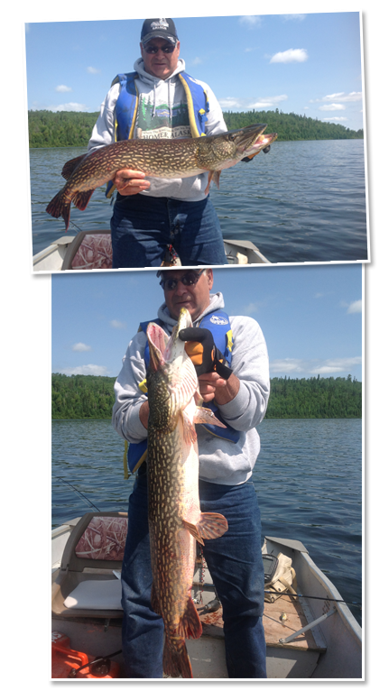 Large Northern caught at Cobblestone Lodge